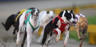 2009 Greyhound Auckland Cup